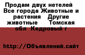 Продам двух нетелей - Все города Животные и растения » Другие животные   . Томская обл.,Кедровый г.